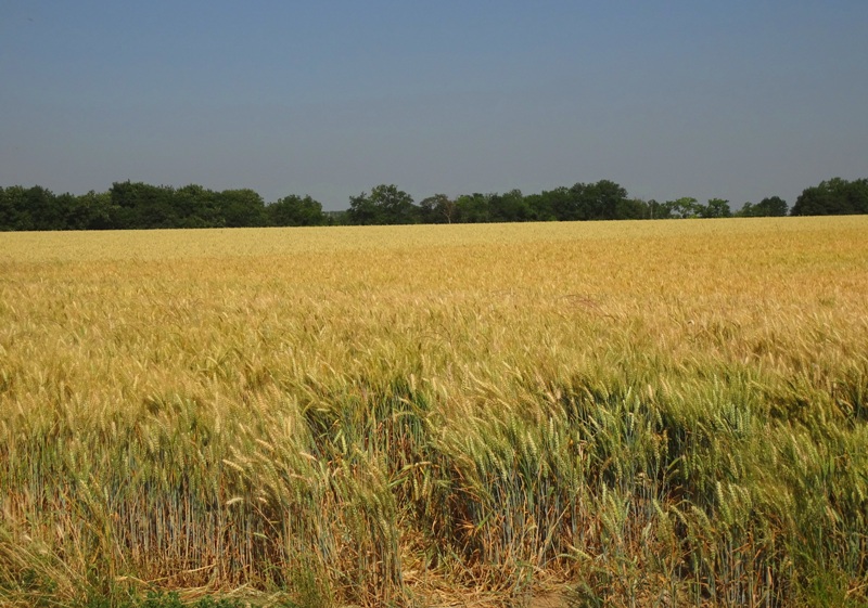 梵谷的最後歲月