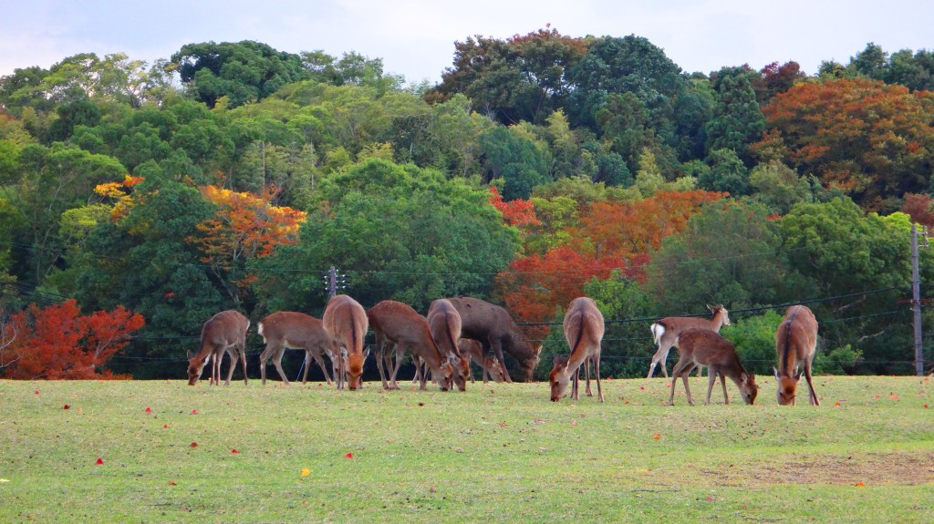 呦呦鹿鳴憶魏武
