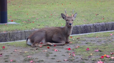 奈良公園38