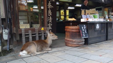 奈良公園_東大寺08