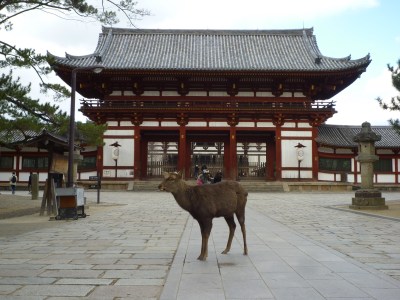 奈良公園_東大寺_中門06