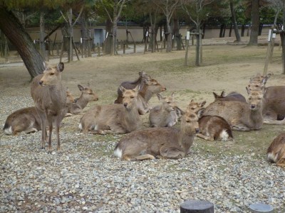 奈良公園_東大寺_南大門05