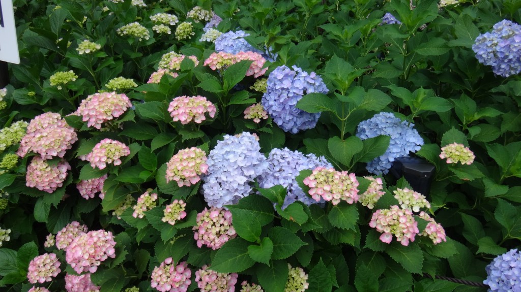 我看花美，花看我美