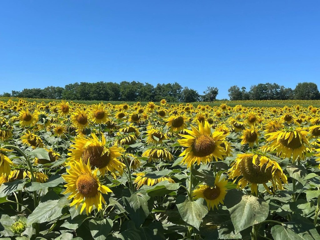 向日葵──梵谷的熾熱之火